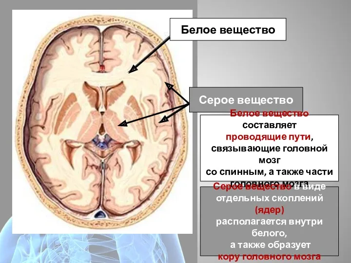 Белое вещество Серое вещество Белое вещество составляет проводящие пути, связывающие