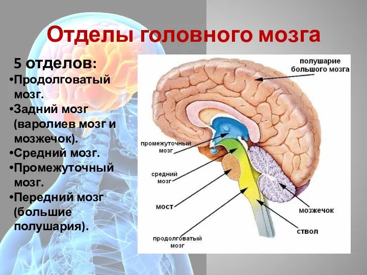 Отделы головного мозга 5 отделов: Продолговатый мозг. Задний мозг (варолиев