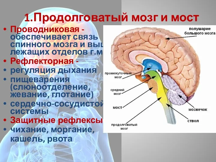 1.Продолговатый мозг и мост Проводниковая -обеспечивает связь спинного мозга и