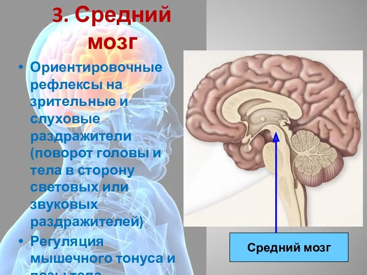3. Средний мозг Ориентировочные рефлексы на зрительные и слуховые раздражители