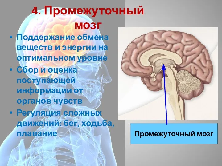 4. Промежуточный мозг Поддержание обмена веществ и энергии на оптимальном