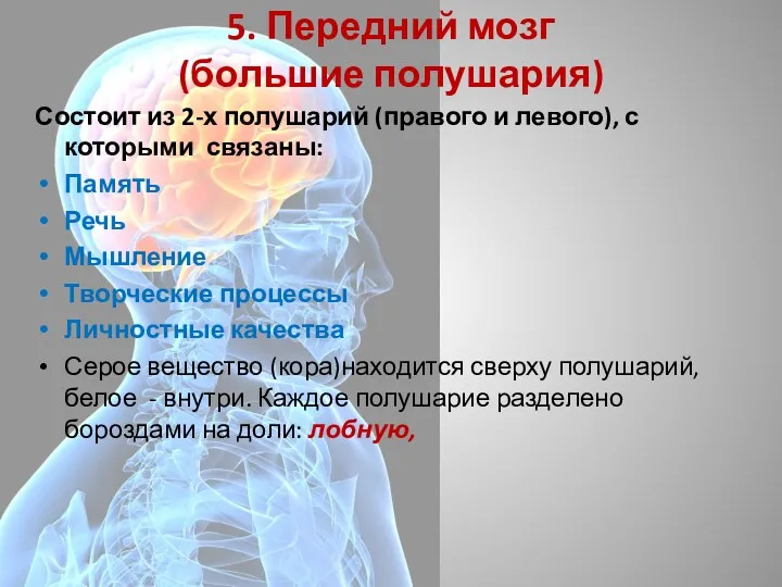 5. Передний мозг (большие полушария) Состоит из 2-х полушарий (правого