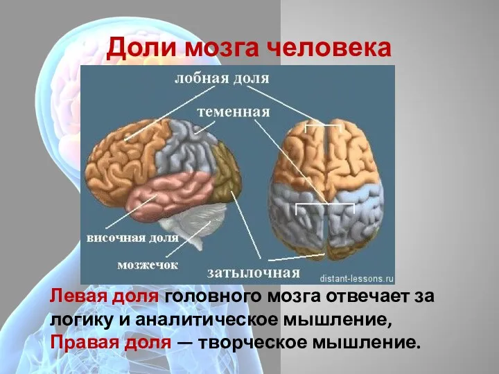 Доли мозга человека Левая доля головного мозга отвечает за логику