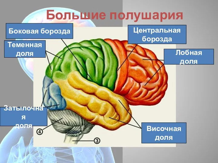 Большие полушария Лобная доля Центральная борозда Боковая борозда Теменная доля Височная доля Затылочная доля