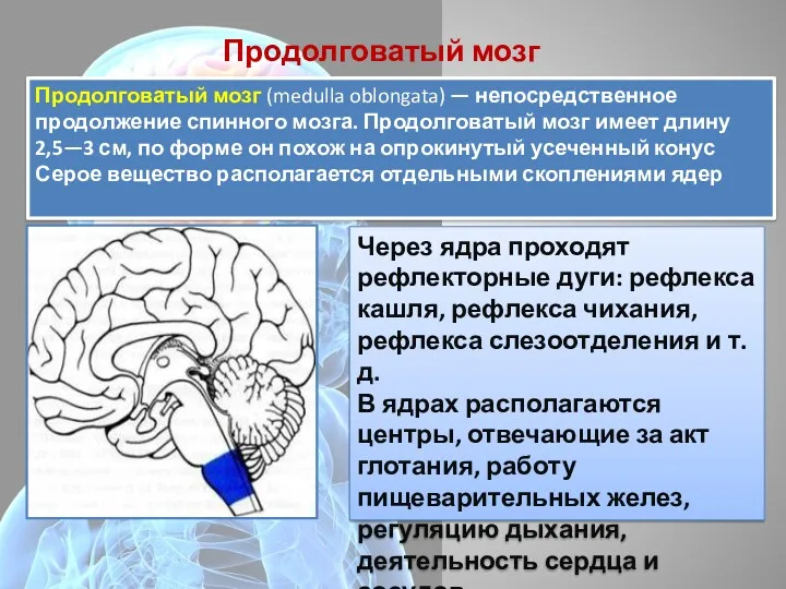 Продолговатый мозг Продолговатый мозг (medulla oblongata) — непосредственное продолжение спинного