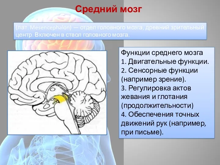 Средний мозг Функции среднего мозга 1. Двигательные функции. 2. Сенсорные