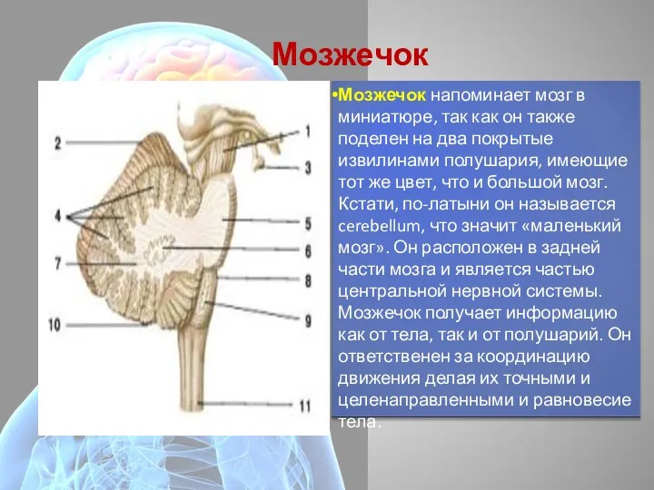 Мозжечок