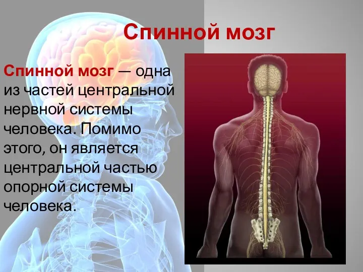 Спинной мозг Спинной мозг — одна из частей центральной нервной