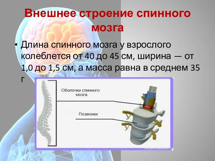 Внешнее строение спинного мозга Длина спинного мозга у взрослого колеблется