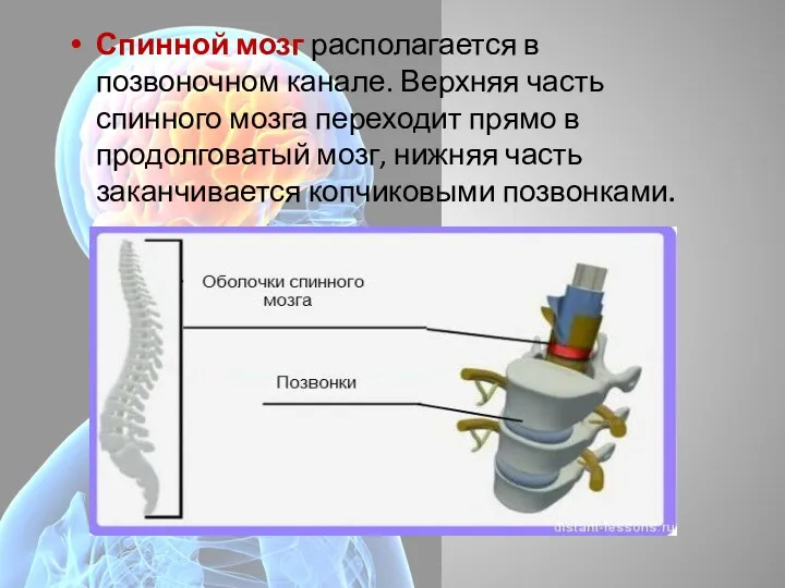 Спинной мозг располагается в позвоночном канале. Верхняя часть спинного мозга