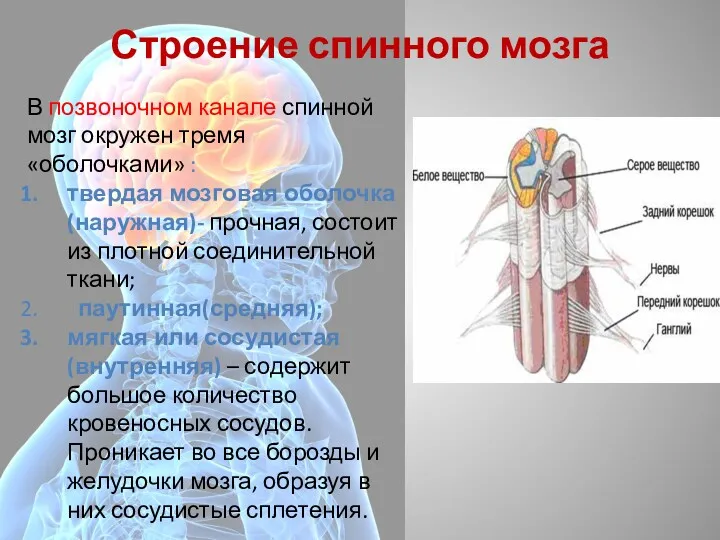 Строение спинного мозга В позвоночном канале спинной мозг окружен тремя