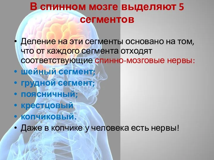 В спинном мозге выделяют 5 сегментов Деление на эти сегменты