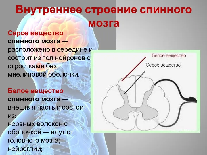 Внутреннее строение спинного мозга Серое вещество спинного мозга — расположено