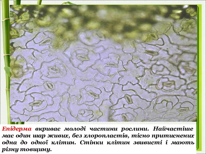 Епідерма вкриває молоді частини рослини. Найчастіше має один шар живих, без хлоропластів, тісно