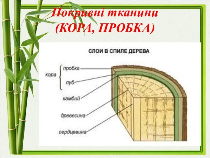 Покривні тканини (КОРА, ПРОБКА)