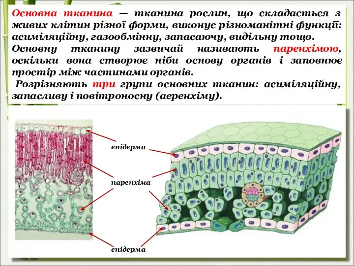 Основна тканина — тканина рослин, що складається з живих клітин різної форми, виконує