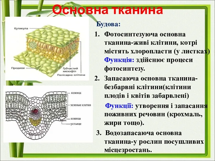 Основна тканина Будова: Фотосинтезуюча основна тканина-живі клітини, котрі містять хлоропласти (у листках) Функція: