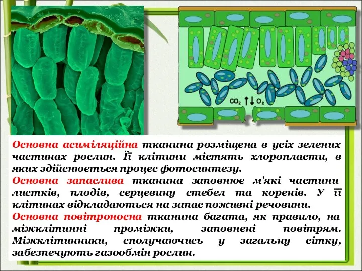 Основна асиміляційна тканина розміщена в усіх зелених частинах рослин. Її клітини містять хлоропласти,