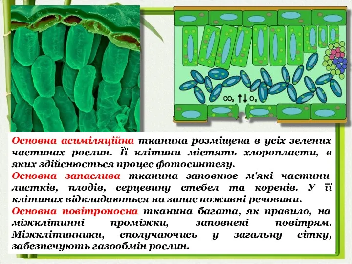 Основна асиміляційна тканина розміщена в усіх зелених частинах рослин. Її