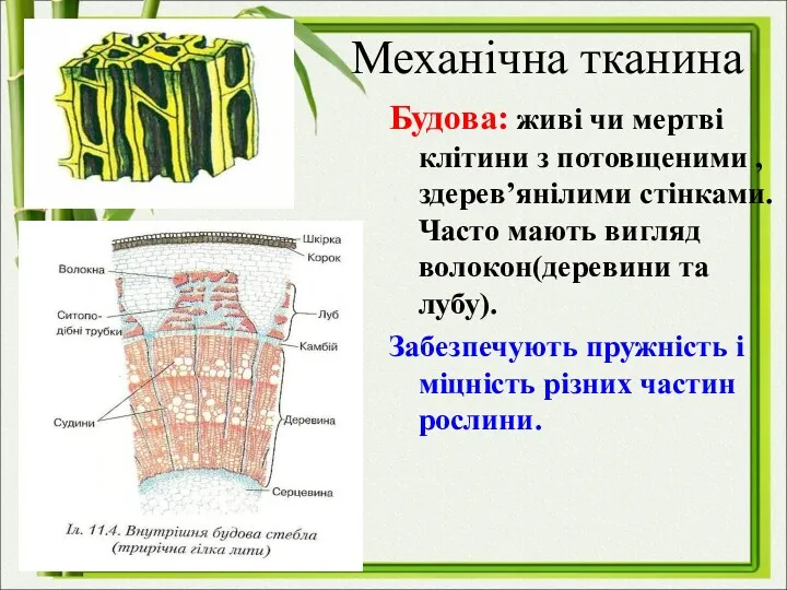 Механічна тканина Будова: живі чи мертві клітини з потовщеними , здерев’янілими стінками. Часто