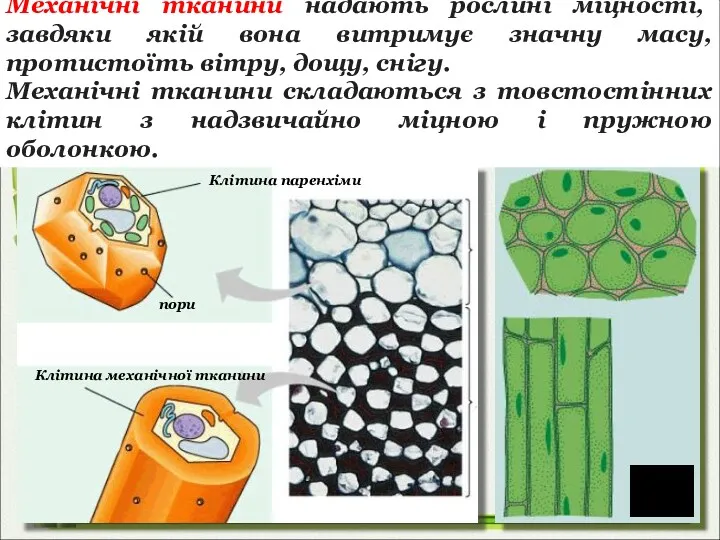 Механічні тканини надають рослині міцності, завдяки якій вона витримує значну