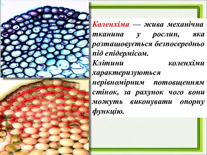 Коленхіма — жива механічна тканина у рослин, яка розташовується безпосередньо під епідермісом. Клітини