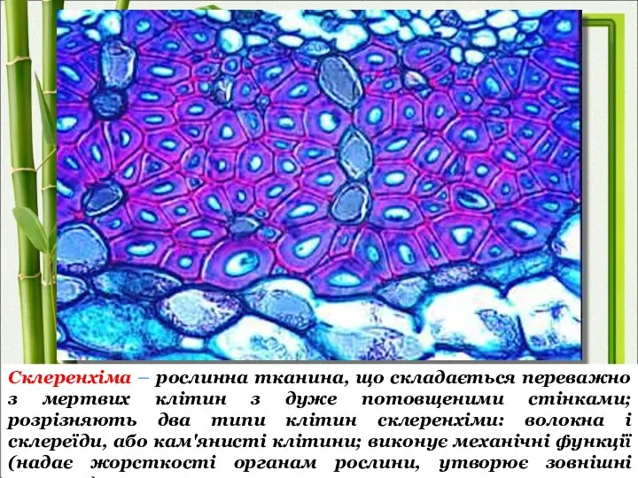 Склеренхіма – рослинна тканина, що складається переважно з мертвих клітин