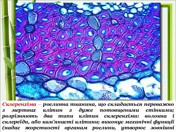 Склеренхіма – рослинна тканина, що складається переважно з мертвих клітин з дуже потовщеними