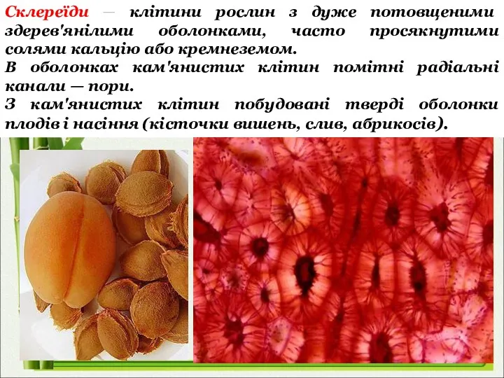 Склереїди — клітини рослин з дуже потовщеними здерев'янілими оболонками, часто
