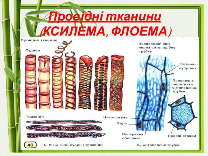 Провідні тканини (КСИЛЕМА, ФЛОЕМА)