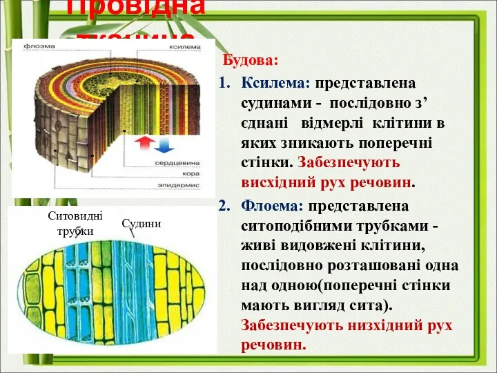 Провідна тканина Будова: Ксилема: представлена судинами - послідовно з’єднані відмерлі