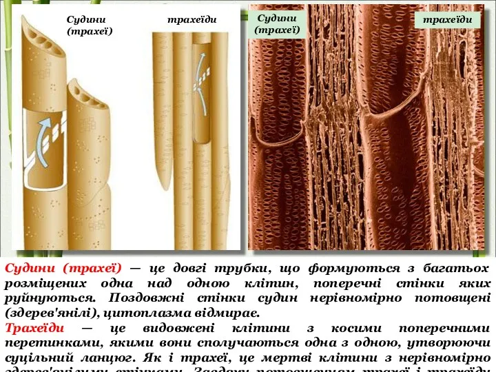 Судини (трахеї) — це довгі трубки, що формуються з багатьох