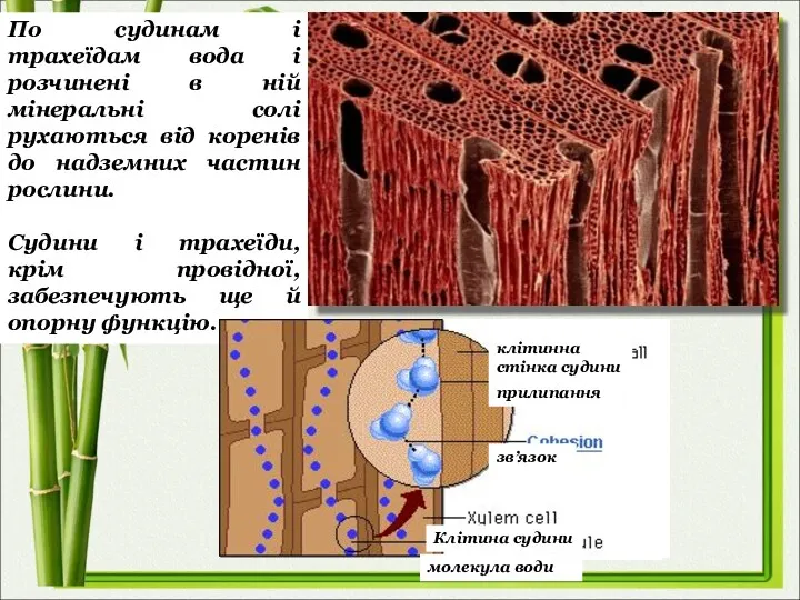 По судинам і трахеїдам вода і розчинені в ній мінеральні