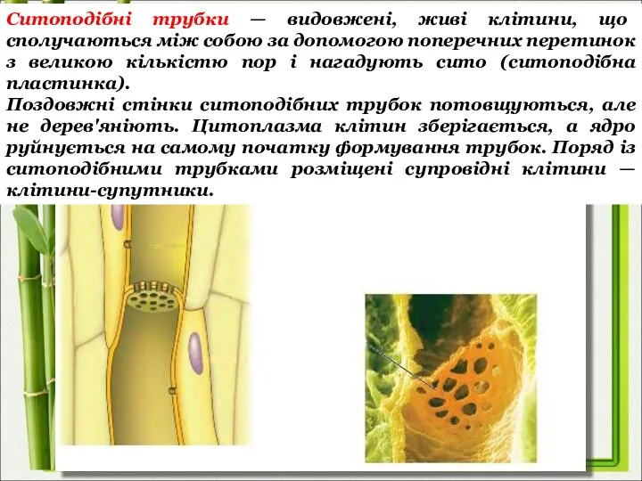 Ситоподібні трубки — видовжені, живі клітини, що сполучаються між собою за допомогою поперечних