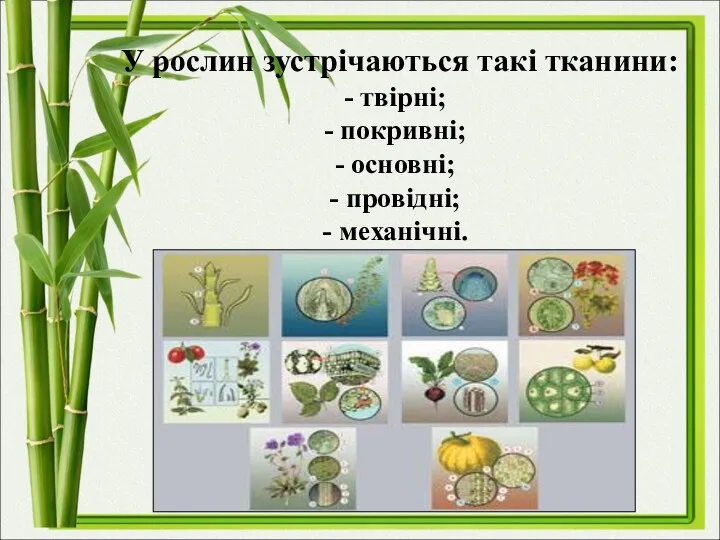 У рослин зустрічаються такі тканини: твірні; покривні; основні; провідні; механічні.