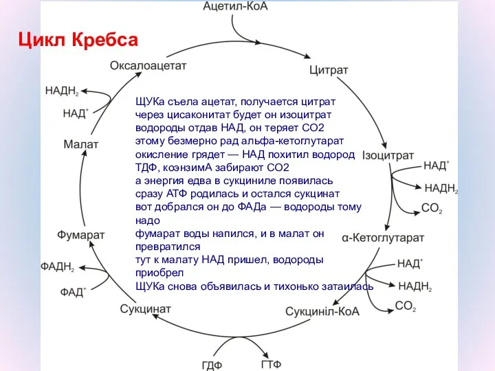 Цикл Кребса ЩУКа съела ацетат, получается цитрат через цисаконитат будет