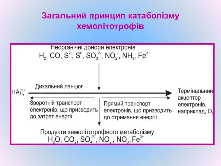 Загальний принцип катаболізму хемолітотрофів