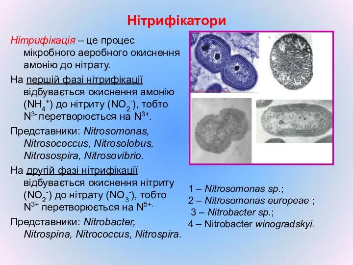 Нітрифікатори Нітрифікація – це процес мікробного аеробного окиснення амонію до