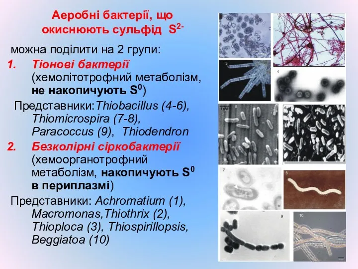 Аеробні бактерії, що окиснюють сульфід S2- можна поділити на 2