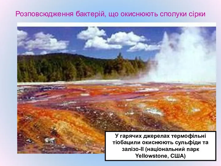 Розповсюдження бактерій, що окиснюють сполуки сірки У гарячих джерелах термофільні