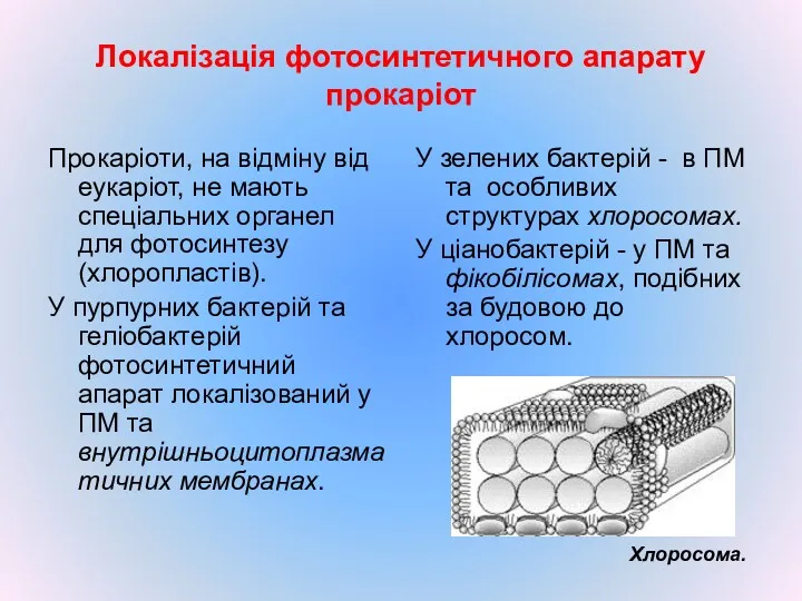 Локалізація фотосинтетичного апарату прокаріот Прокаріоти, на відміну від еукаріот, не