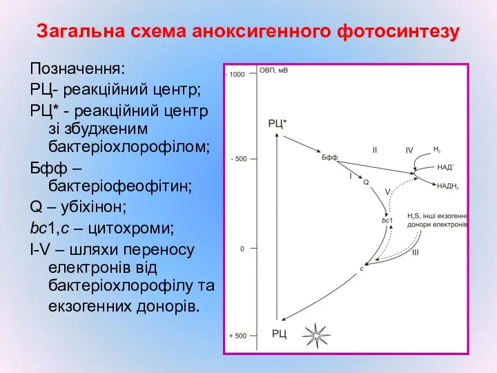 Загальна схема аноксигенного фотосинтезу Позначення: РЦ- реакційний центр; РЦ* -