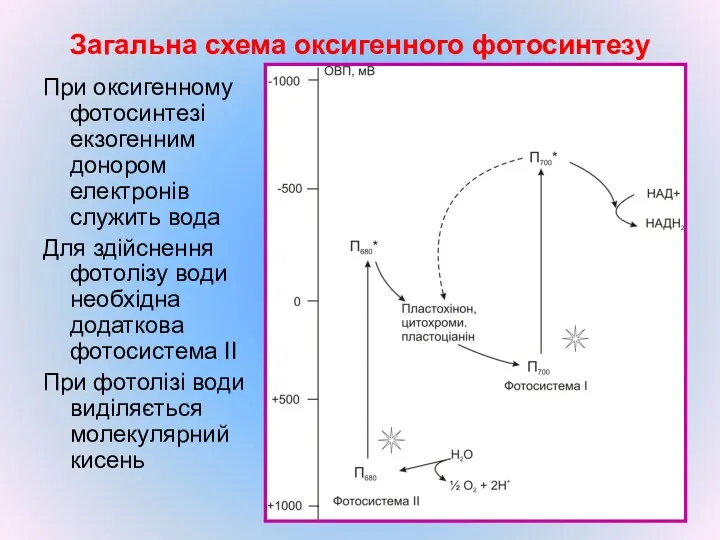 Загальна схема оксигенного фотосинтезу При оксигенному фотосинтезі екзогенним донором електронів