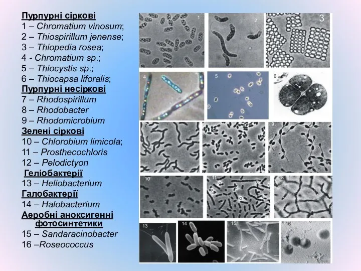 Пурпурні сіркові 1 – Chromatium vinosum; 2 – Thiospirillum jenense;