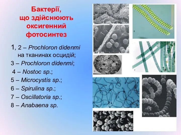 Бактерії, що здійснюють оксигенний фотосинтез 1, 2 – Prochloron didenmi