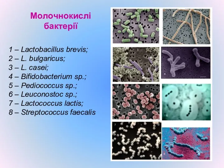 Молочнокислі бактерії 1 – Lactobacillus brevis; 2 – L. bulgaricus;