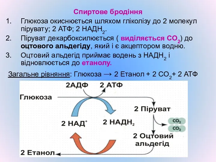 Спиртове бродіння Глюкоза окиснюється шляхом гліколізу до 2 молекул пірувату;