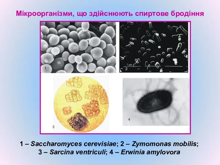 Мікроорганізми, що здійснюють спиртове бродіння 1 – Saccharomyces cerevisiae; 2