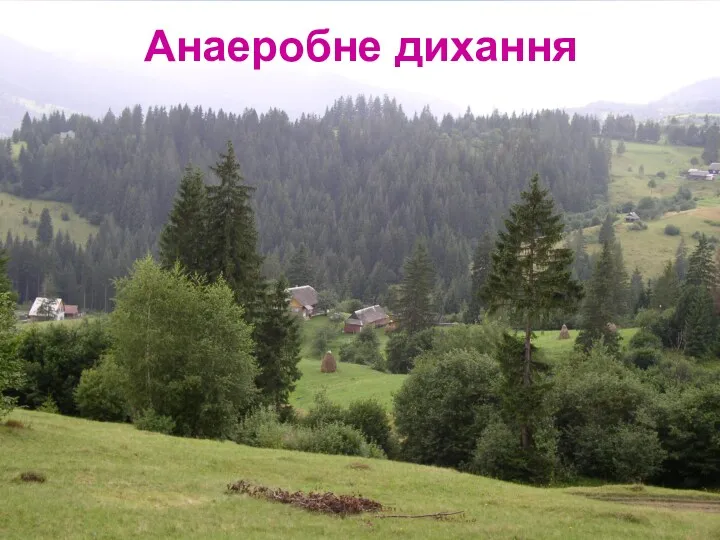 Анаеробне дихання