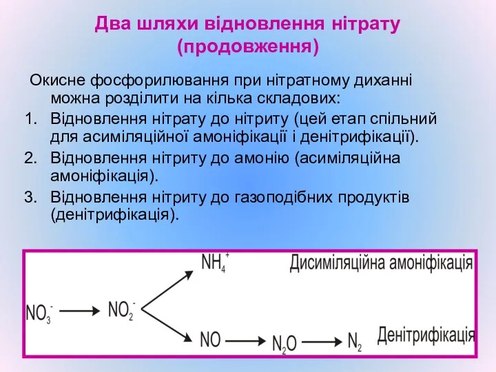 Два шляхи відновлення нітрату (продовження) Окисне фосфорилювання при нітратному диханні